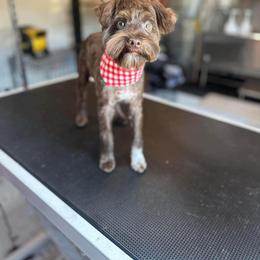 Miniature Schnauzer Puppies from Fancy Farms + Pups