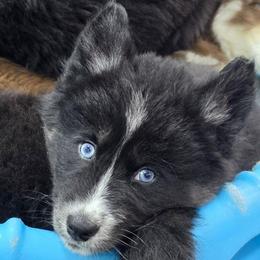 Jasmine - Black and white female Siberian Husky puppy in East Tawas, Michigan from BurnsBerg's Woolies