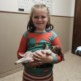 Dachshund Puppies from Bluegum Dachshunds