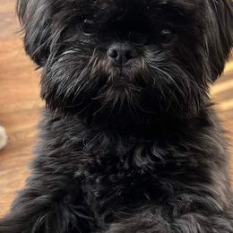 Shih Tzu Puppies from N.F.S.T Imperial ShihTzu Puppies.