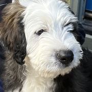 Barbado da Terceira Puppies from New World Barbado da Terceira
