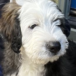 Barbado da Terceira Puppies from New World Barbado da Terceira