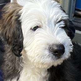 Barbado da Terceira Puppies from New World Barbado da Terceira