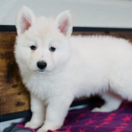 Berger Blanc Suisse Puppies from Moonlight Berger Blanc Suisses