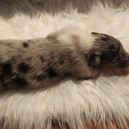 Blue merle - Blue merle male Collie puppy in Bellflower, California from Prime Star Collies