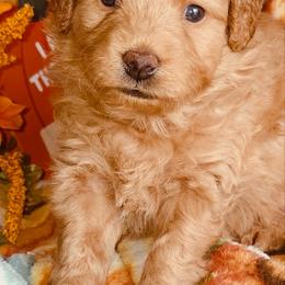 Pink Lady - Red  female Goldendoodle puppy in Beecher, Illinois from Erica’s Doodles