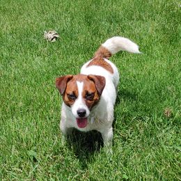 Boomer - Russell Terrier