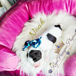 Noah - Parti male Schnoodle puppy in Demorest, Georgia from Royal Puppypoo Playhouse