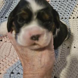Girl 3 - Black white and tan female Cocker Spaniel puppy in New Riegel, Ohio from Riegelz Cockers
