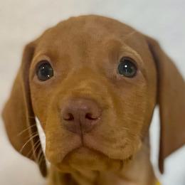 Belle - Golden rust female Vizsla puppy in Bloomington, Indiana from Envizion