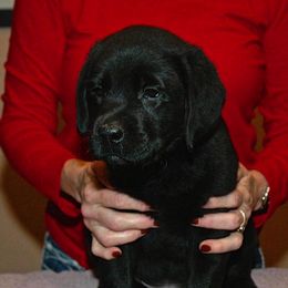Labrador Retriever Puppies from Sandia Labradors