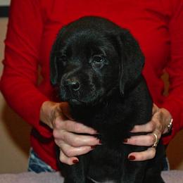 Labrador Retriever Puppies from Sandia Labradors