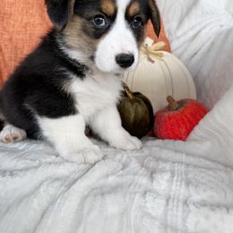 Lettie - Black and tan female Pembroke Welsh Corgi puppy in El Dorado Springs, Missouri from Trixie Dixie