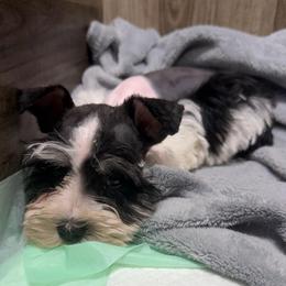 Sunny (yellow) - Parti male Miniature Schnauzer puppy in Sevierville, Tennessee from A&J Miniature Schnauzers