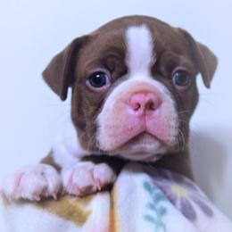 Baby Chronos - Seal and white male Boston Terrier puppy in Kingsport, Tennessee from Sleepwalker Bostons
