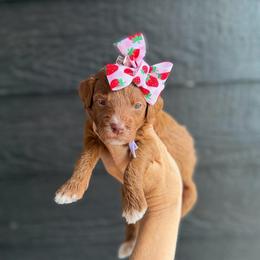OLIPOP - Red  female Goldendoodle puppy in Macon County, North Carolina from Mountain Doodles