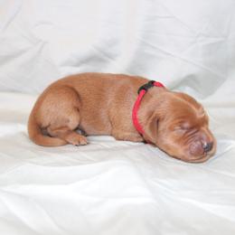 Biscuit - Dark golden female Golden Retriever puppy in New Weston, Ohio from Bertke AKC Golden Retrievers and Bernese Mountain Dogs