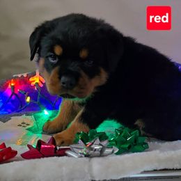 RED girl - Black and mahogany female Rottweiler puppy in Lake City, Florida from Haus Der Wut Kennels