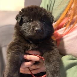 Galahad-Red - Black male German Shepherd puppy in Medical Lake, Washington from Nine Realms German Shepherds