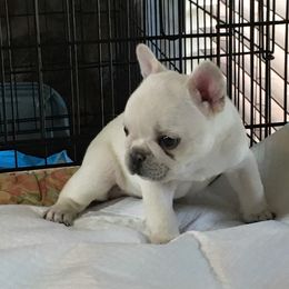 Remi - Cream French Bulldog puppy in Edgewood, Texas from French Bulldogs by Piper