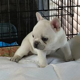 Remi - Cream French Bulldog puppy in Edgewood, Texas from French Bulldogs by Piper