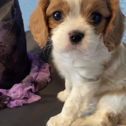 Cavalier King Charles Spaniel Puppies from Christina’s Cavaliers