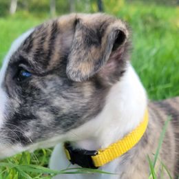 Swift's Nothing Gold Can Stay (Frost) - White and red brindle Whippet puppy in Duluth, Minnesota from Swift Whippets