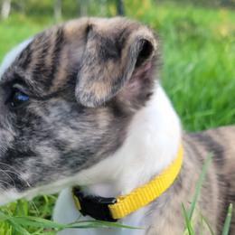Swift's Nothing Gold Can Stay (Frost) - White and red brindle Whippet puppy in Duluth, Minnesota from Swift Whippets
