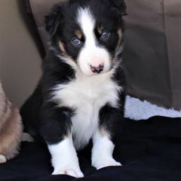 Border Collie Puppies from C Bar C Ranch Border Collies