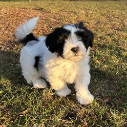 Shichon Puppies from Great Lakes Teddy Bear Dogs
