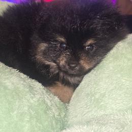 Maple - Black and tan male Pomeranian puppy in Buckeye, Arizona from BL Poms Heaven