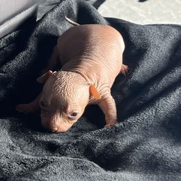 Woodstock - Merle male Chihuahua puppy in Laredo, Texas from Texas Nightblooming Hairless Chihuahuas