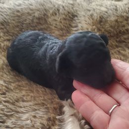 Sophie - Black female Poodle puppy in Arkansas from Harper's Pups