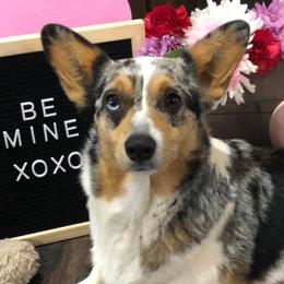 American Corgis and Pembroke Welsh Corgis from Rafter T Corgis