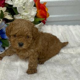 Cosmo - Apricot male Poodle puppy in Elgin, South Carolina from Silver Bells Paw Prints