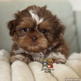 Nelson - Liver male Shih Tzu puppy in Walkertown, North Carolina from Lil’ Bit’s Shih Tzu