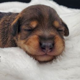 Girl 4 - Schnoodle puppy from Eveleigh Acres Puppies