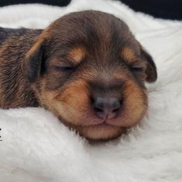Girl 4 - Schnoodle puppy from Eveleigh Acres Puppies
