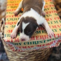 Trix X Latch - Girl 2 - Red and white - White and red female Border Collie puppy in Minden, Iowa from Rocking N Registered Border Collies & Labradors