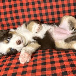 Miniature Australian Shepherd Puppies from All That Auss Mini Aussies