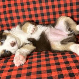 Miniature Australian Shepherd Puppies from All That Auss Mini Aussies