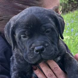 Bullmastiff puppies from Fernandes’ Guardians Bullmastiff and French Bulldogs