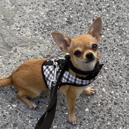 Scrumptious - Chihuahua