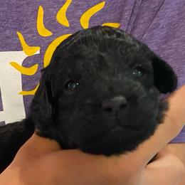 Arnica - Black male Goldendoodle puppy in Eaton, Ohio from Dezi’s Sonshine Doodles
