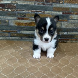 Boy 4 - Black and tan male Pembroke Welsh Corgi puppy in Visalia, California from VIP Stables