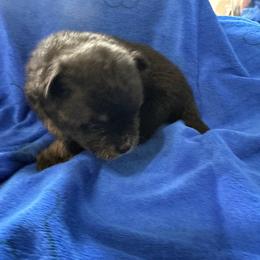 Boy 1 - Black and tan parti male Pomeranian puppy in Decatur, Iowa from Lisa Greenhalgh
