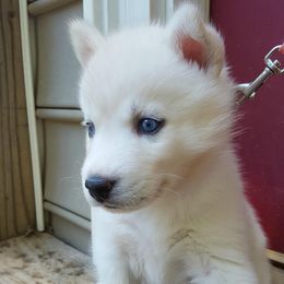Siberian Husky Puppies from Little Handsome Siberians