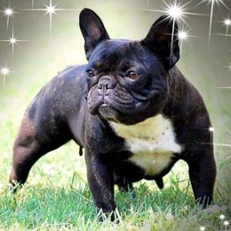 Lilly - French Bulldog