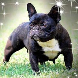 Lilly - French Bulldog