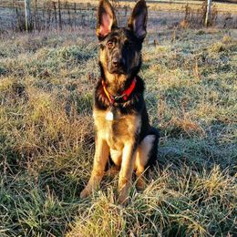 German Shepherd Puppies from Spruce Valley German Shepherds